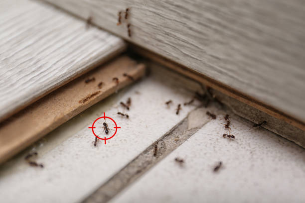 Best Best Pest Control Companies  in Byram, CT