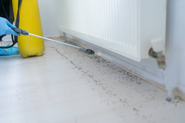 Best Pest Control Near Me  in Byram, CT